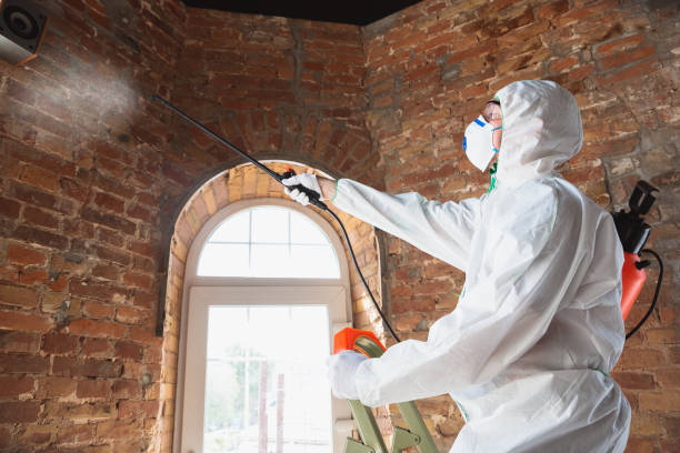 Trusted Hayfield, MN Mold Removal Experts